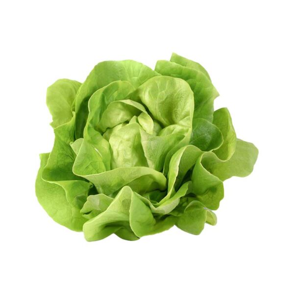 Salade laitue